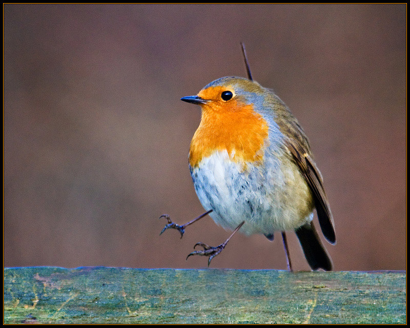 SaraR gets her Robin . .