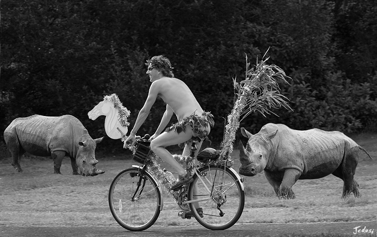 Feeding the Rhinos