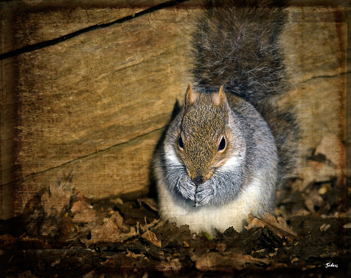 Praying for Acorns