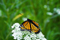 ButterflyPortfolio1.jpg