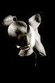 OrganicOrchid.jpg