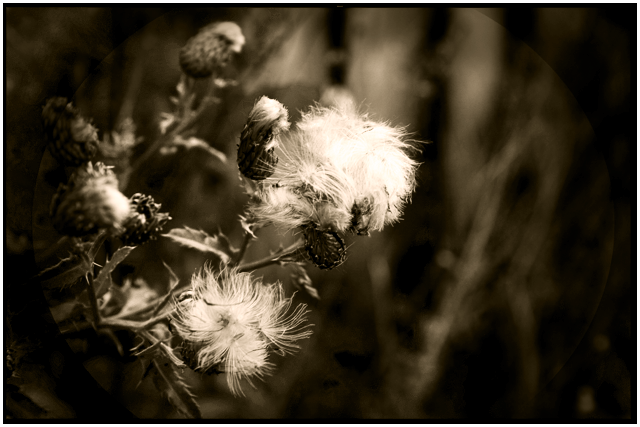 Dandelions.png