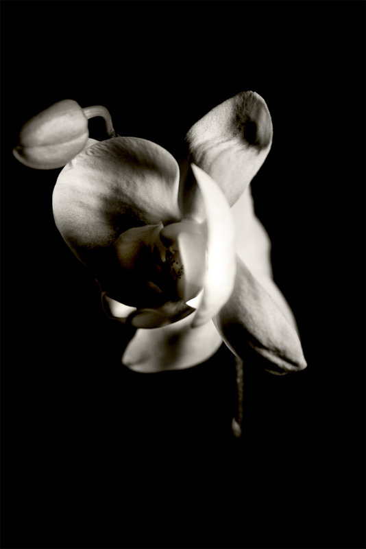 OrganicOrchid.jpg