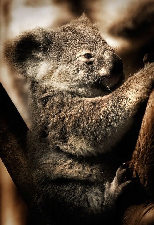 fuzzy-McGee.jpg
