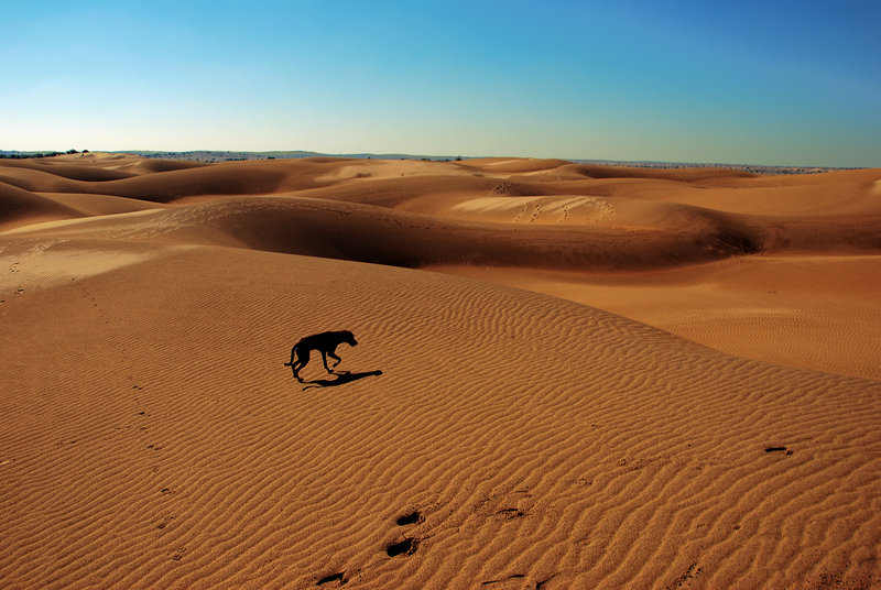 Desert Dog