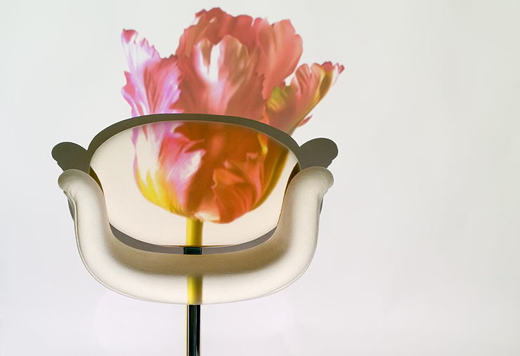 LittleTulip001K.jpg