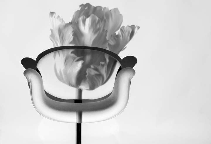 LittleTulip001ZWk.jpg