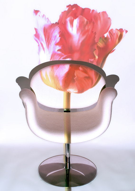 LittleTulip002.jpg