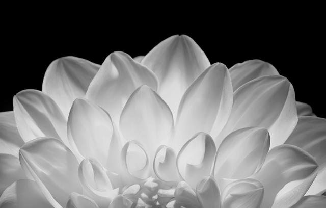 Dahlia-056.jpg