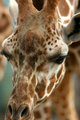 Giraffe 1