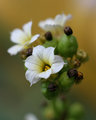 White Flower