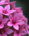 Pink Flower w/ insect