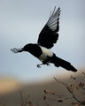 Black-Billed Magpie