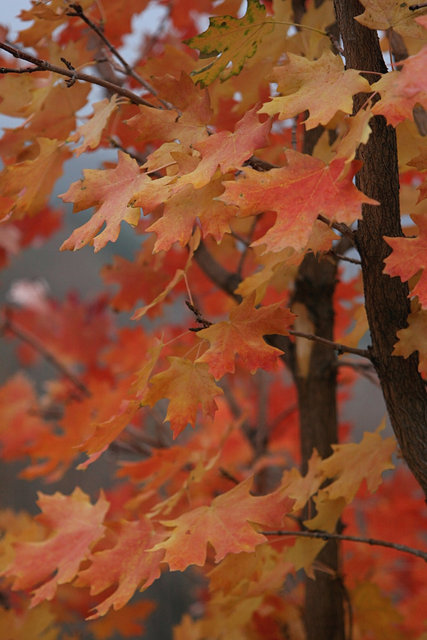 Autum Leaves Red Tree