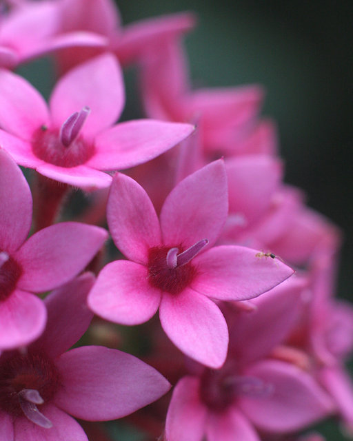 Pink Flower w/ insect