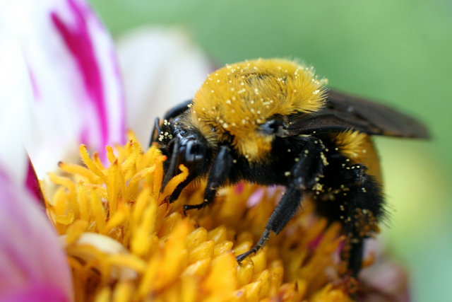Bee 3