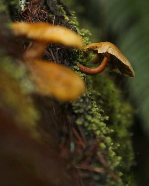 Yellow Mushroom