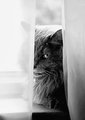 WindowCat copy.jpg