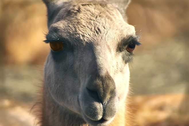 Llama.jpg