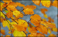 autumn706.jpg