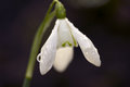 snowdropfeb1lo.jpg