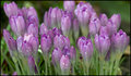 crocusfeb1lo.jpg