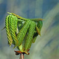Horse Chestnut