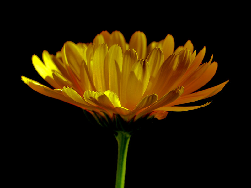 flowerlo.jpg