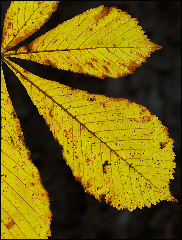 autumn06.jpg
