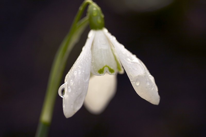 snowdropfeb1lo.jpg