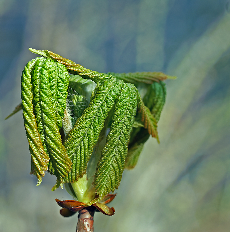 Horse Chestnut