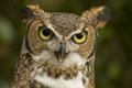  Bad Owl'atude