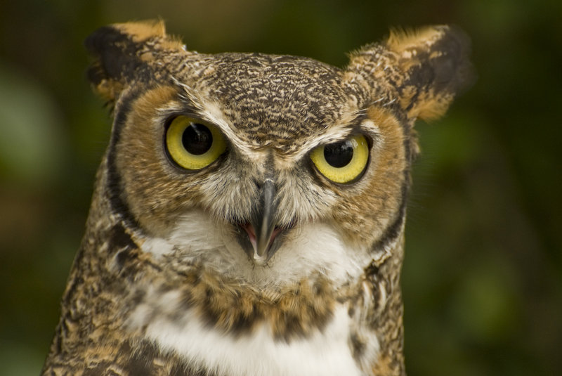  Bad Owl'atude