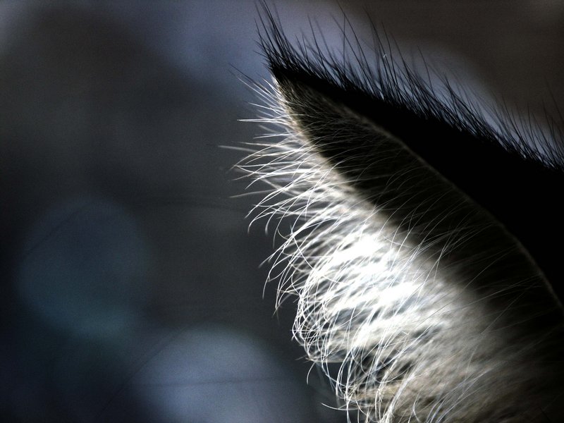 Ear