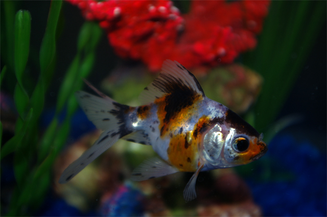 A-day-in-the-life-of-a-fish.jpg