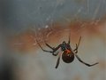 The Widow