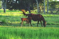 Horsey Happiness.jpg