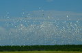 Ibis Storm 2 
