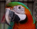 Jules Bird.JPG