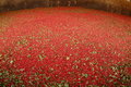 Brazilian Pepper 1.JPG