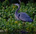 Happy Heron.jpg