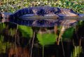 Swampy Gator.jpg