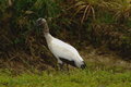 Wood Stork.jpg