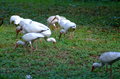 Urban Ibis.JPG