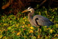 Great Blue Heron 1.jpg