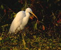 Uncommon Egret.jpg