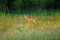 Oh, Another Deer.JPG