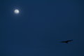 Night Flight .jpg