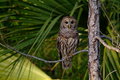 Barred Owl 