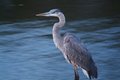 One Sec Heron Edited .jpg